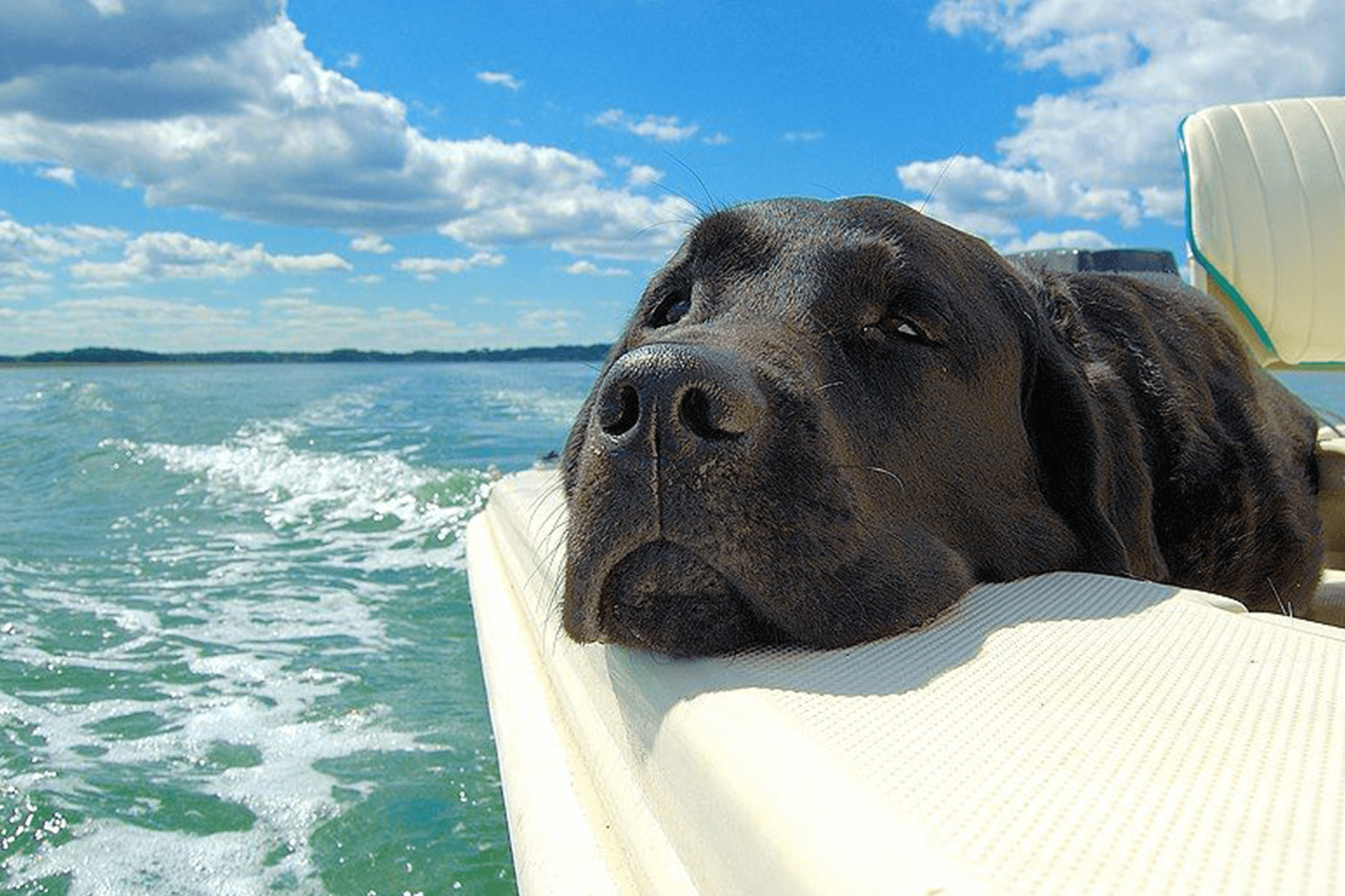 Boating with Your Furry Friend